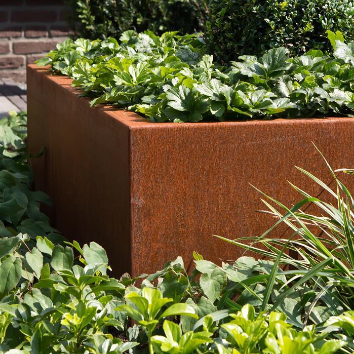 CAW6.1 - Cortenstaal,Plantenbakken,CARREZ Zonder bodem,800 x 800 x 800 mm
