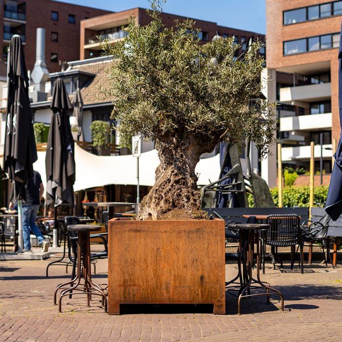 CAP22 - Cortenstaal,Plantenbakken,CARREZ met poten,2000 x 500 x 600 mm