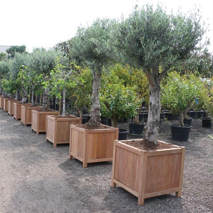 HR22 - Bois dur,Les jardinières,VALENCIA,2000 x 500 x 600 mm
